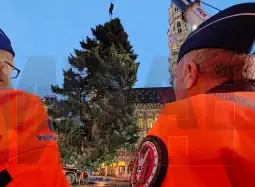 Брисел Елка